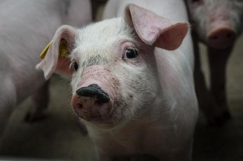 狂人爆料猪哼歌视频大全,猪哼歌视频大全，笑料横生瞬间集结